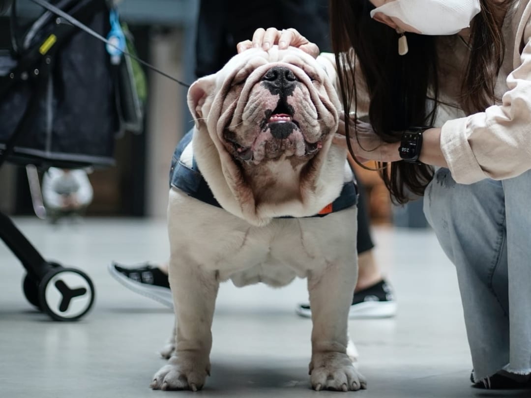 Can dogs get COVID19?